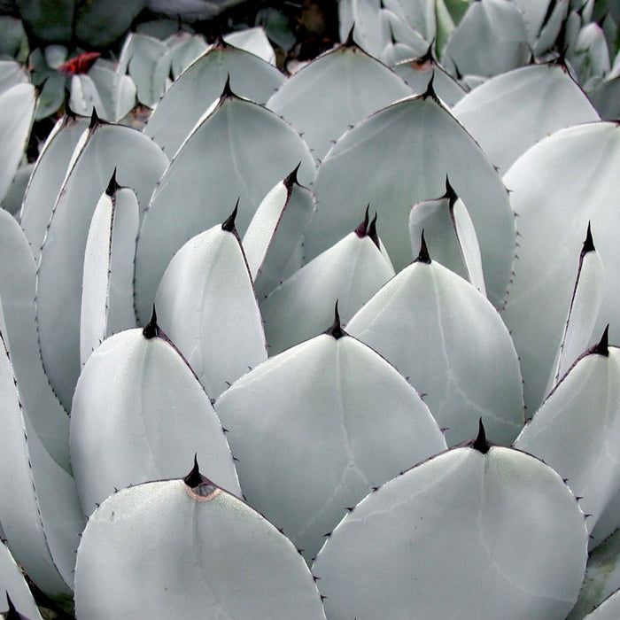 Artichoke Agave (7889268080895)