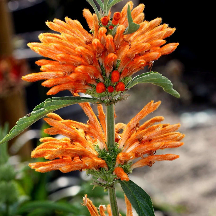 Leonotis leonurus (7823951626495)