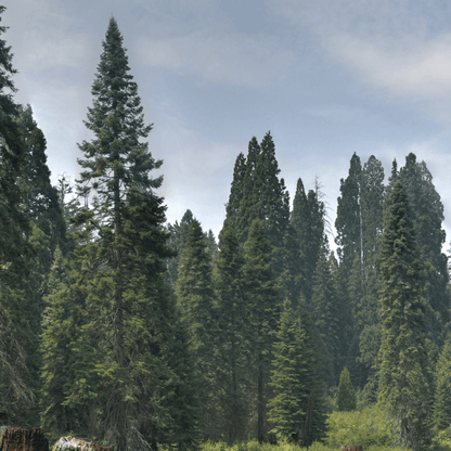 Aptos Blue Coast Redwood (7823953658111)