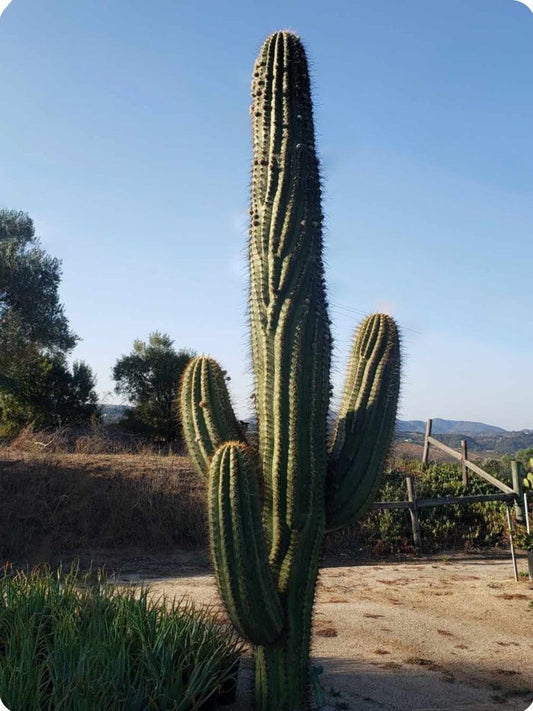 Argentine saguaro, Leucostele terscheckii
