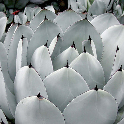 Artichoke Agave (7889268080895)