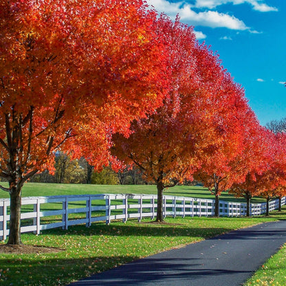 Autumn Blaze Red Maple Tree (7888767254783)