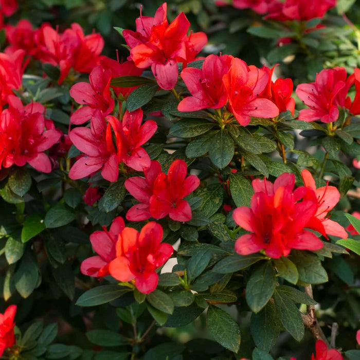 Red Bird Azalea (7890228609279)