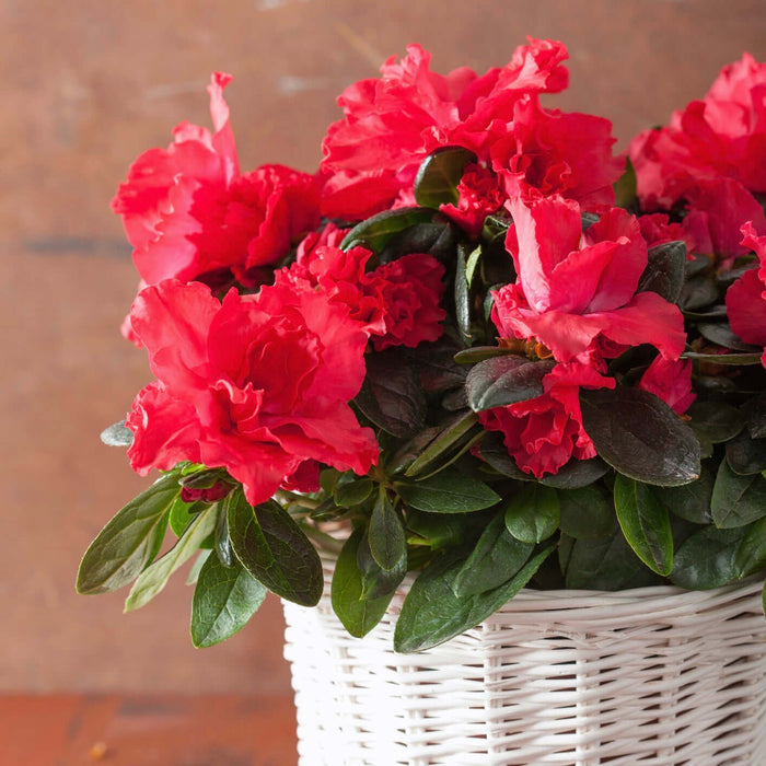 Red Bird Azalea (7890228609279)