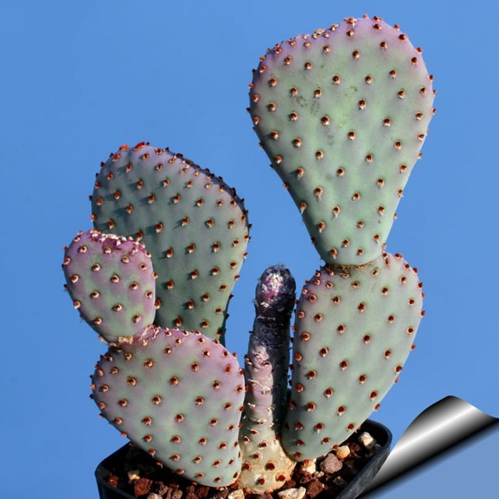 Baby Beaver Tails, Opuntia basilaris 'Caudata'