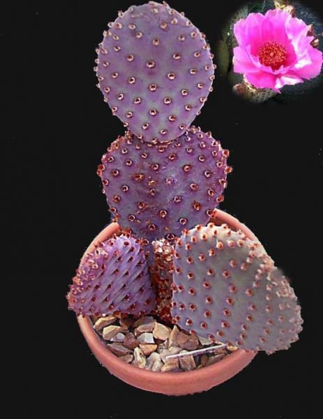 Baby Beaver Tails, Opuntia basilaris 'Caudata'