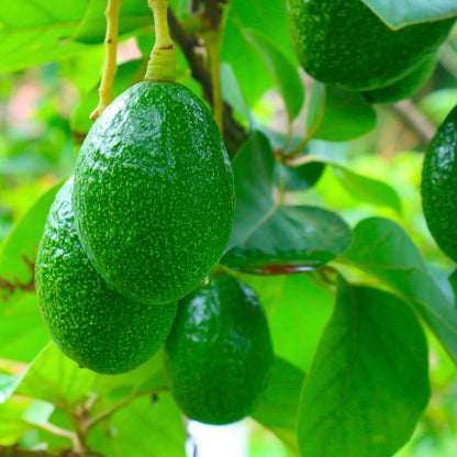 Bacon Avocado Tree (7863714611455)