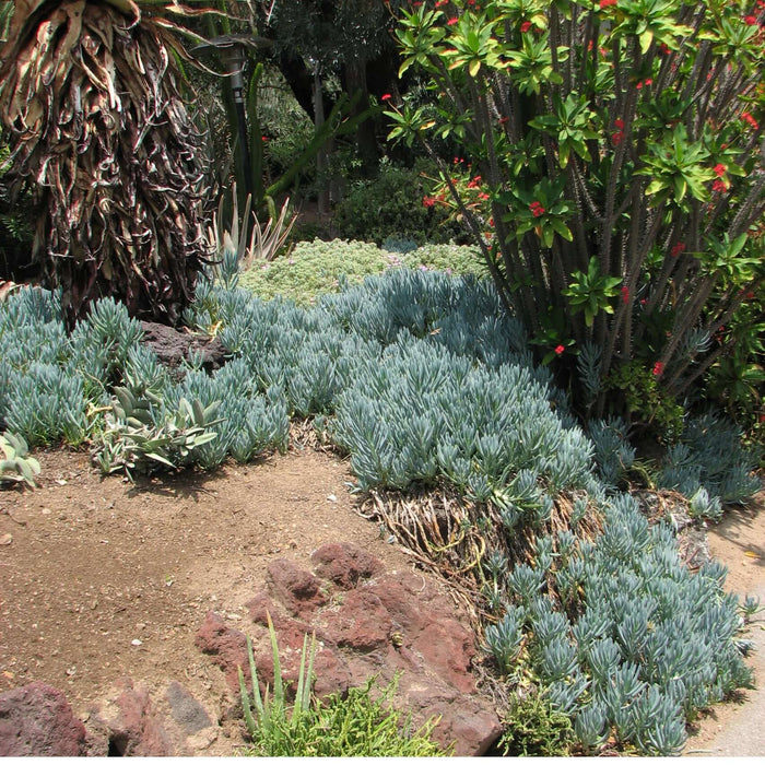 Blue Chalksticks (7895597449471)