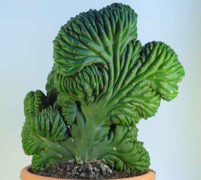 Crested San Pedro