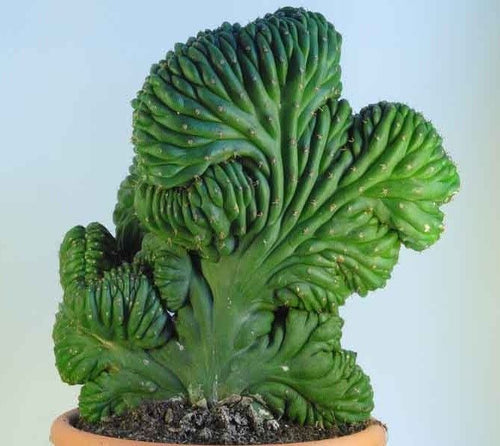 Crested San Pedro