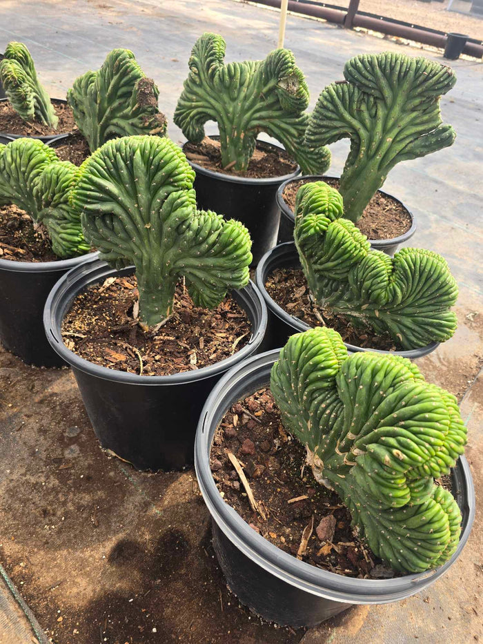 Crested San Pedro