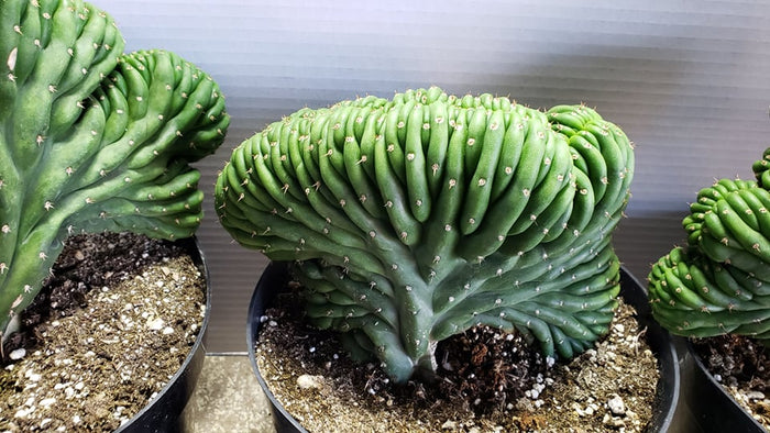 Crested San Pedro