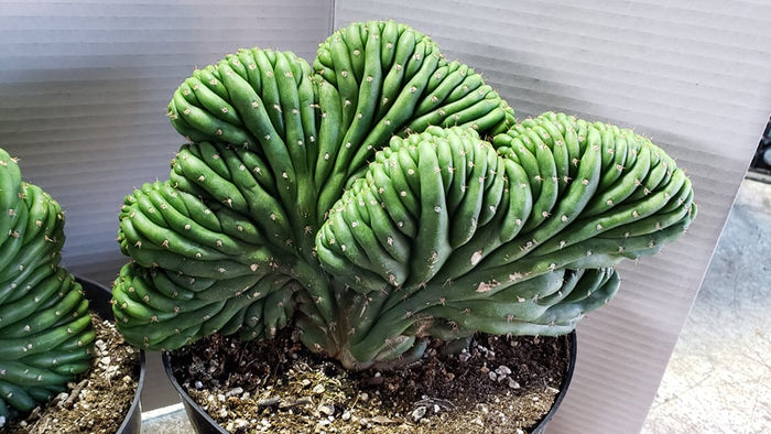 Crested San Pedro