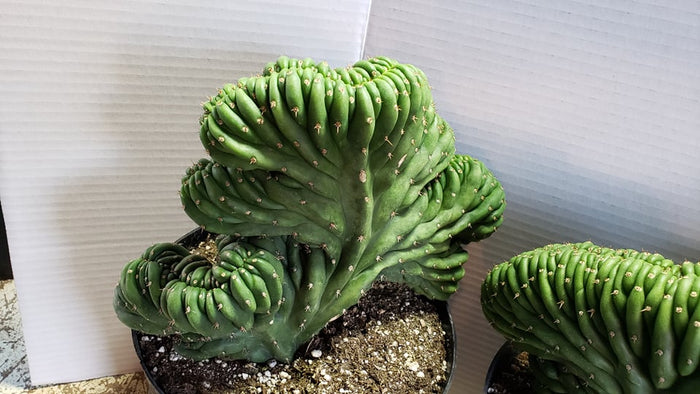 Crested San Pedro