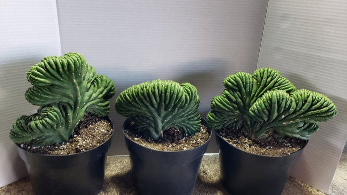 Crested San Pedro
