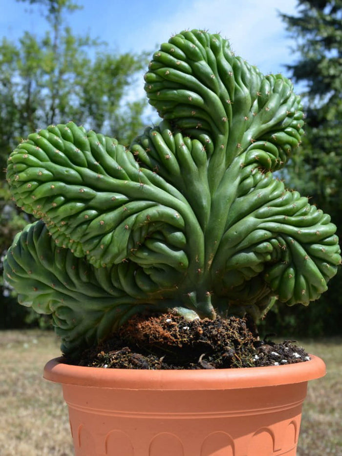 Crested San Pedro