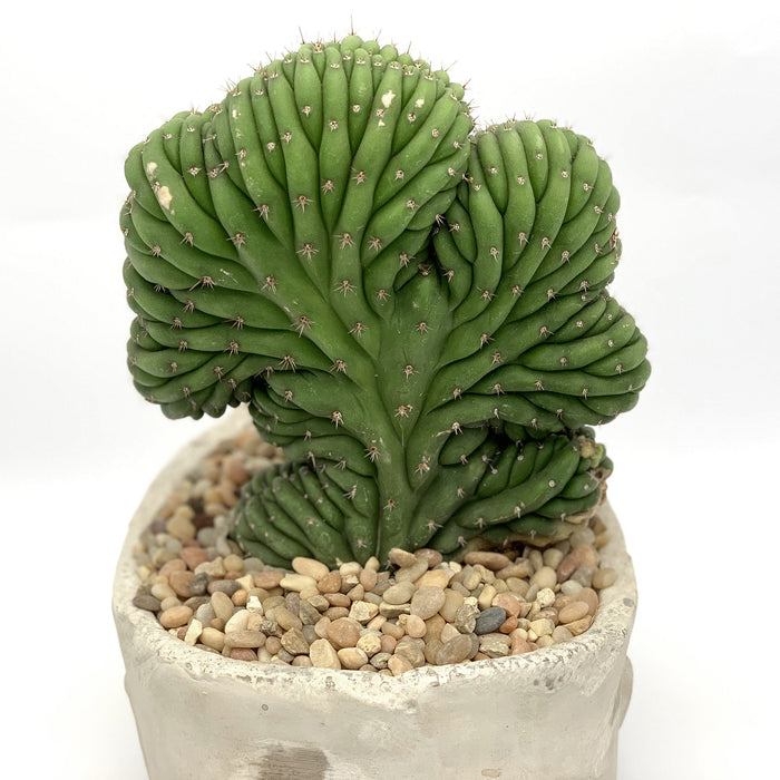 Crested San Pedro