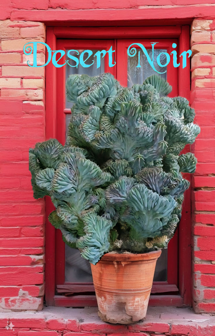 Dinosaur Back (Myrtillocactus geometrizans f. cristata), Crested cactus, succulent, live plant