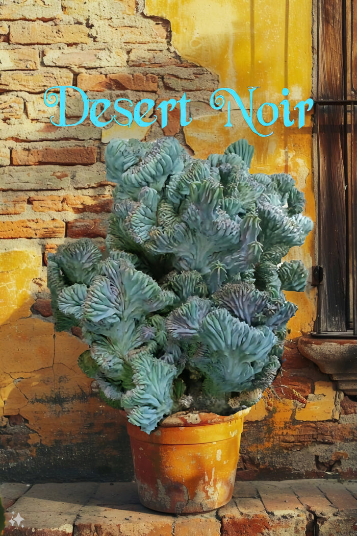 Dinosaur Back (Myrtillocactus geometrizans f. cristata), Crested cactus, succulent, live plant