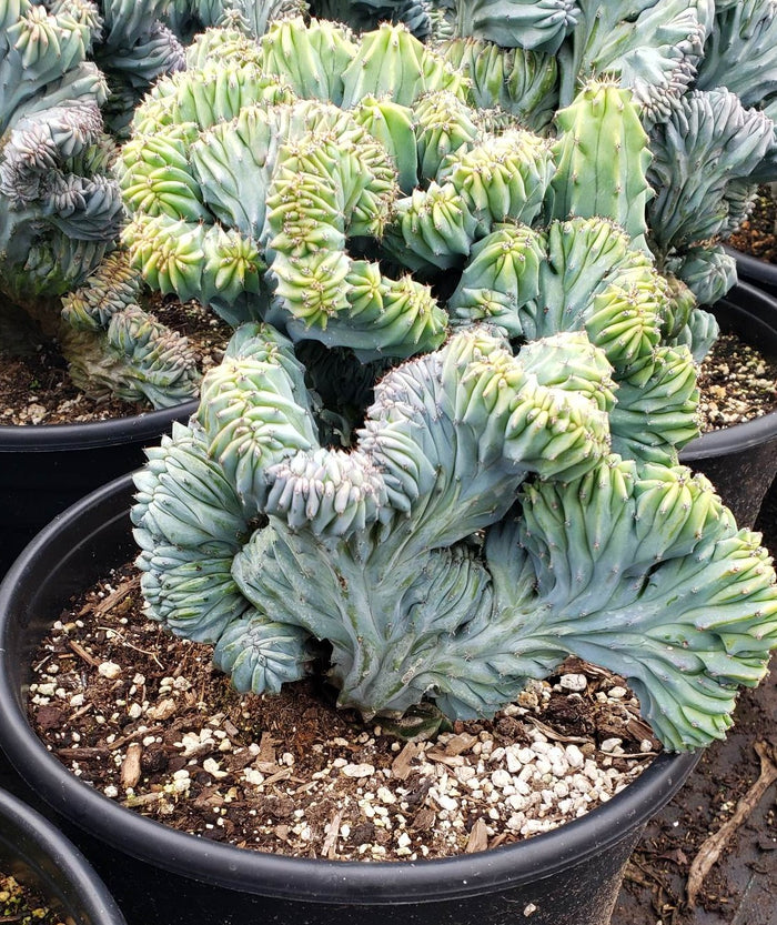 Dinosaur Back (Myrtillocactus geometrizans f. cristata), Crested cactus, succulent, live plant