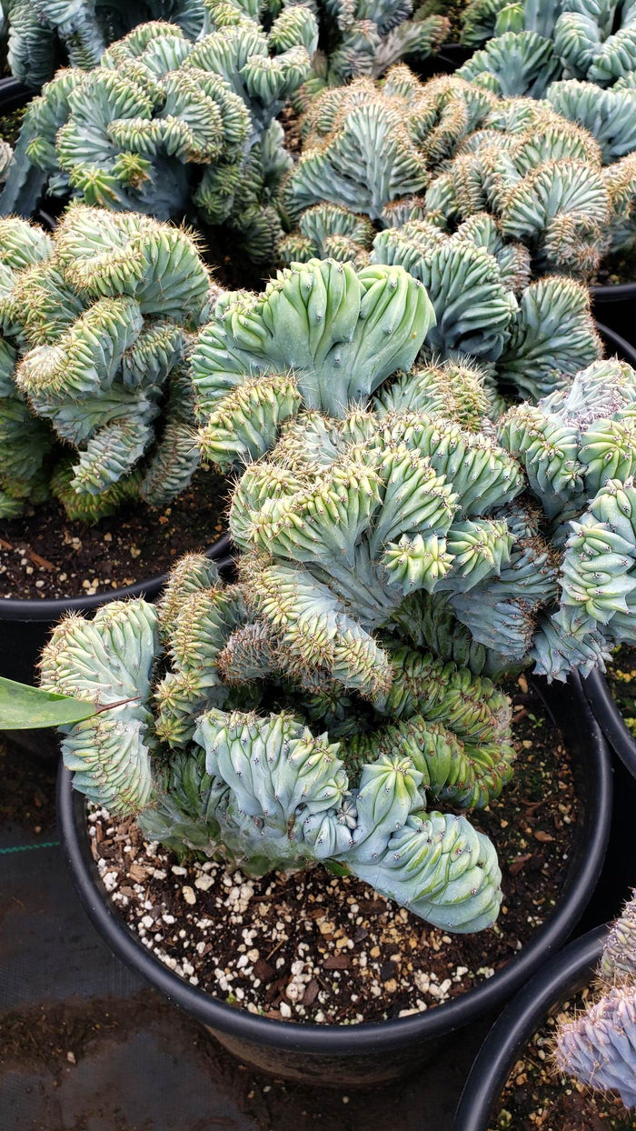 Dinosaur Back (Myrtillocactus geometrizans f. cristata), Crested cactus, succulent, live plant