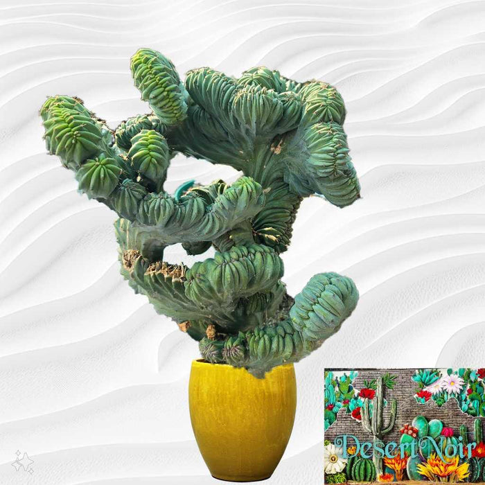 Dinosaur Back (Myrtillocactus geometrizans f. cristata), Crested cactus, succulent, live plant