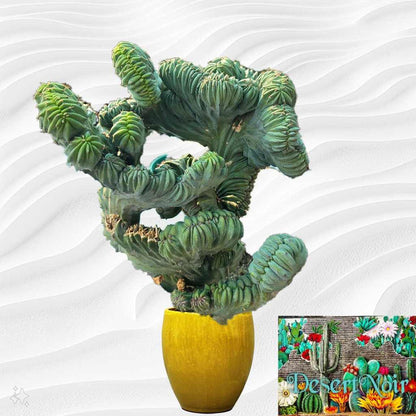 Dinosaur Back (Myrtillocactus geometrizans f. cristata), Crested cactus, succulent, live plant
