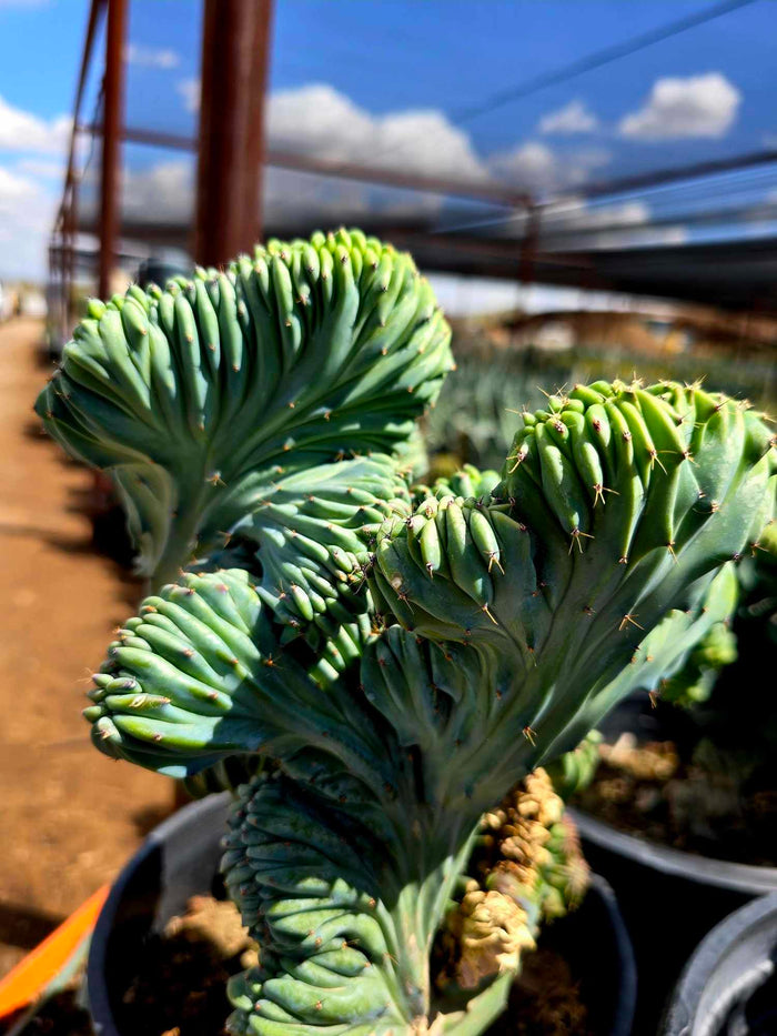 Dinosaur Back (Myrtillocactus geometrizans f. cristata), Crested cactus, succulent, live plant