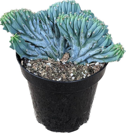 4in POT Rooted