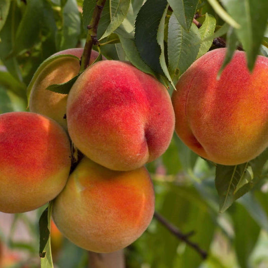 Elberta Peach (7863714873599)