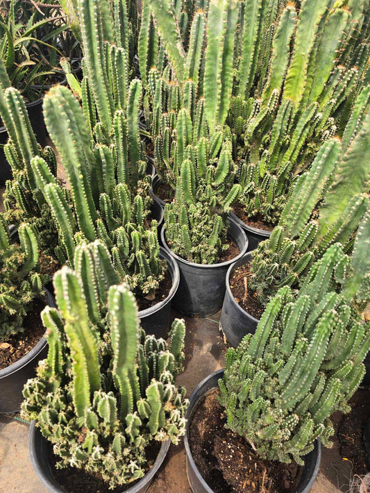 Fairy Castle Cactus, Acanthocereus Tetragonus Monstrose, Cactus, Succulent, Live Plant
