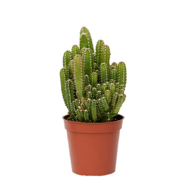 Fairy Castle Cactus, Acanthocereus Tetragonus Monstrose, Cactus, Succulent, Live Plant