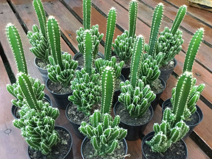 Fairy Castle Cactus, Acanthocereus Tetragonus Monstrose, Cactus, Succulent, Live Plant