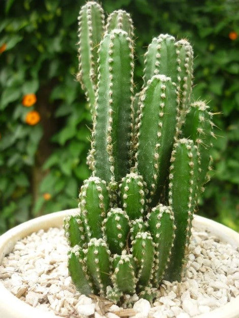 Fairy Castle Cactus, Acanthocereus Tetragonus Monstrose, Cactus, Succulent, Live Plant