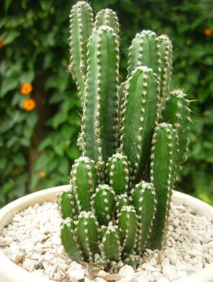 Fairy Castle Cactus, Acanthocereus Tetragonus Monstrose, Cactus, Succulent, Live Plant