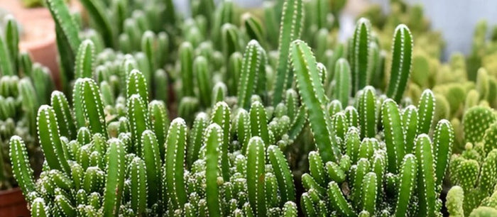 Fairy Castle Cactus, Acanthocereus Tetragonus Monstrose, Cactus, Succulent, Live Plant