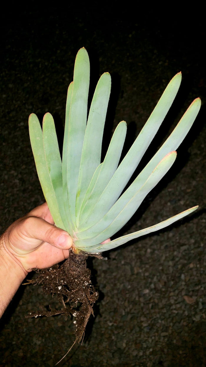 8 inch pot ROOTED