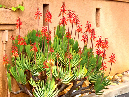 Fan-Aloe, Kumara plicatilis, Aloe plicatilis, Succulent, Aloe, Cactus, live plant