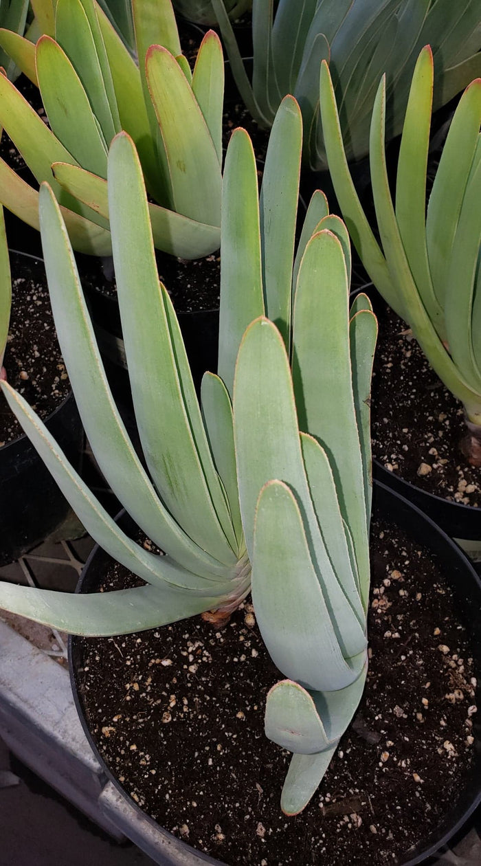 Fan-Aloe, Kumara plicatilis, Aloe plicatilis, Succulent, Aloe, Cactus, live plant