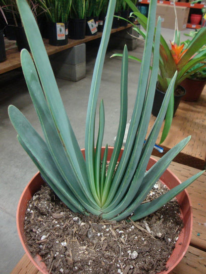 Fan-Aloe, Kumara plicatilis, Aloe plicatilis, Succulent, Aloe, Cactus, live plant