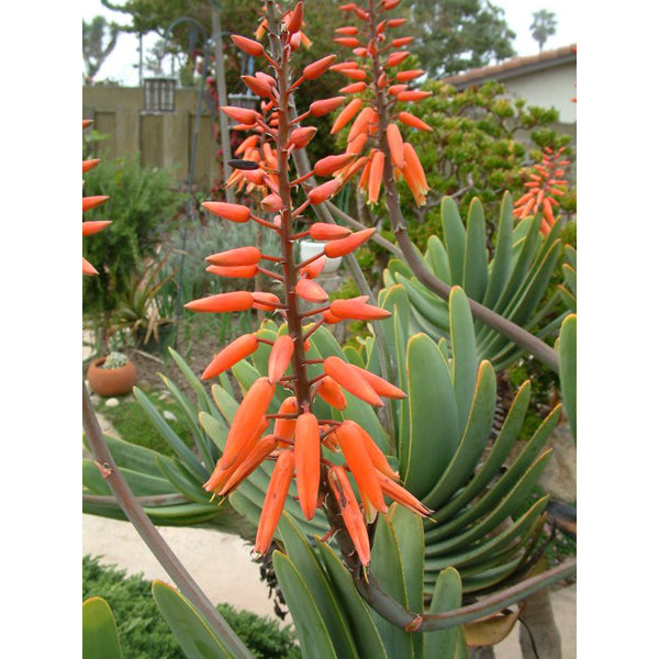 Fan-Aloe, Kumara plicatilis, Aloe plicatilis, Succulent, Aloe, Cactus, live plant
