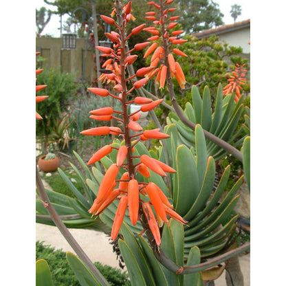Fan-Aloe, Kumara plicatilis, Aloe plicatilis, Succulent, Aloe, Cactus, live plant