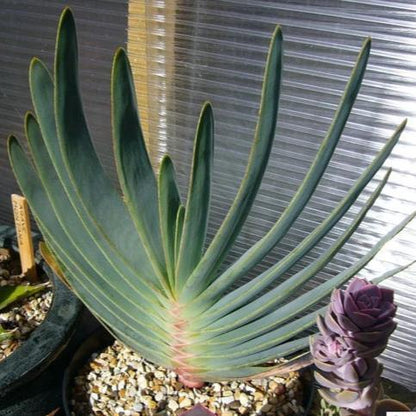 Fan-Aloe, Kumara plicatilis, Aloe plicatilis, Succulent, Aloe, Cactus, live plant