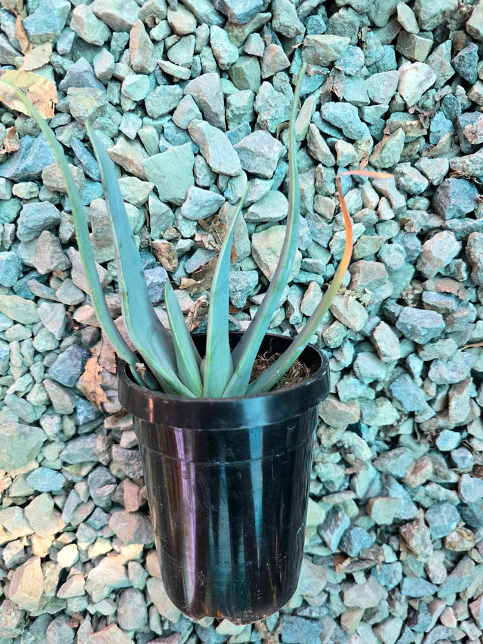 4 inch pot ROOTED