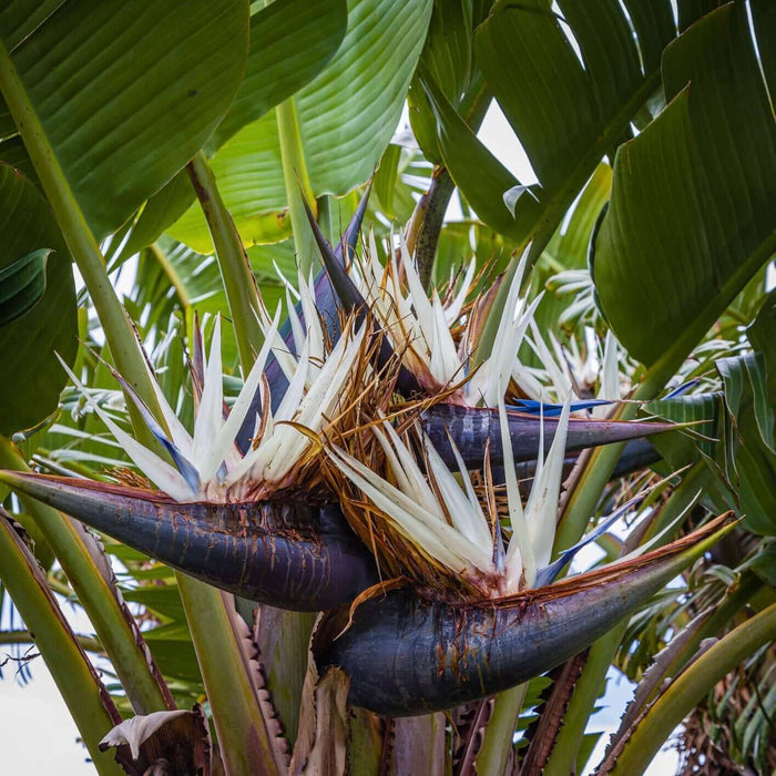 Giant Bird of Paradise (7823953789183)