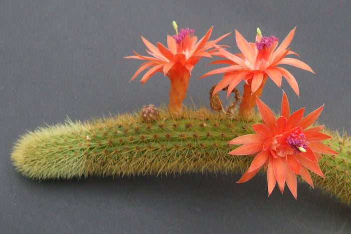 Golden Rat Tail Cactus, Hildewintera aureispina, Cleistocactus winteri, Succulent, Cactus, Live Plant