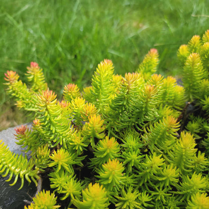 Golden Sedum (7896714772735)