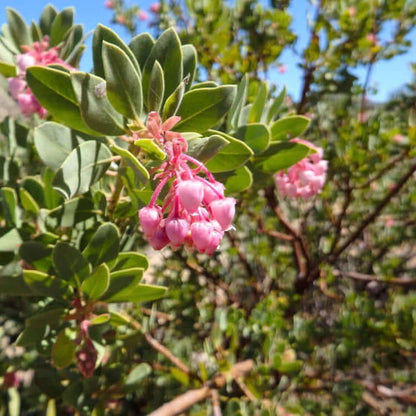 Louis Edmunds Manzanita (7890186436863)