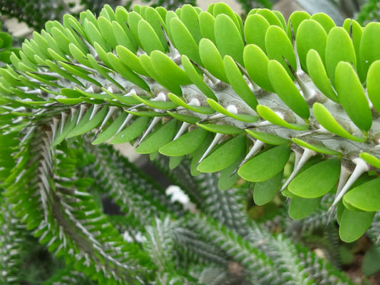 Madagascar ocotillo, African Ocotillo, Alluaudia procera