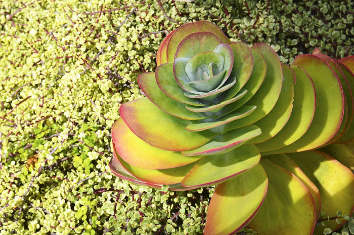 Paddle Plant (7863715070207)